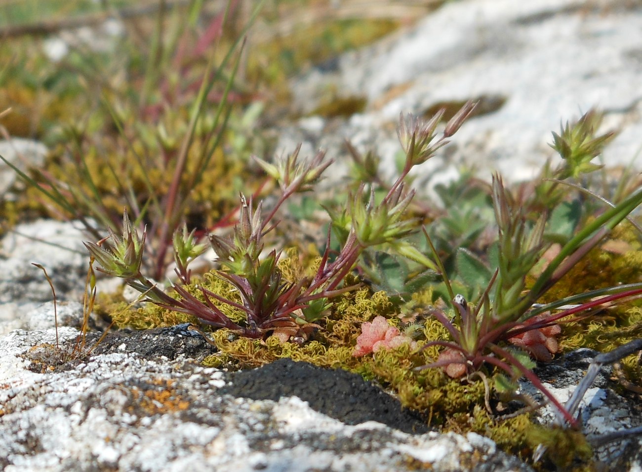 Sabulina (=Minuartia) mediterranea / Minuartia mediterranea